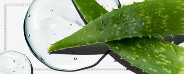 How Aloe Leaf Juice Helps Skin